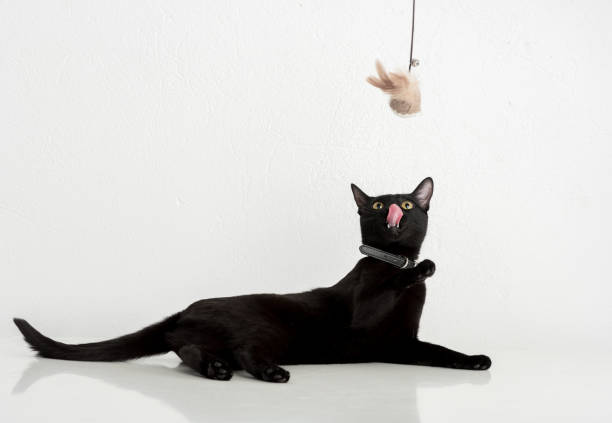 istock Bombay Cat Playing with Toy On White Table. 1308304249