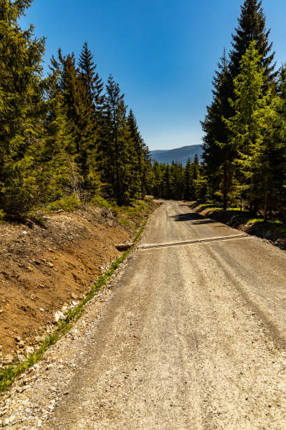istock Long mountain trail in Jizera Mountains with high trees around 1308304318