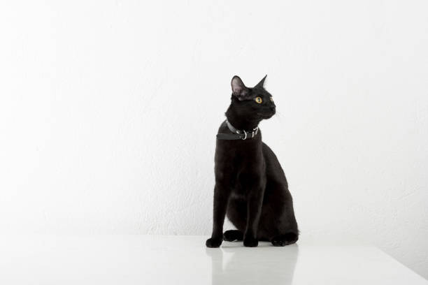istock Black Bombay Cat Sitting on the White Background 1308304376