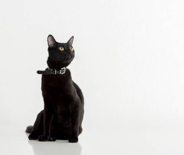 istock Black Bombay Cat Sitting on the White Background 1308304436