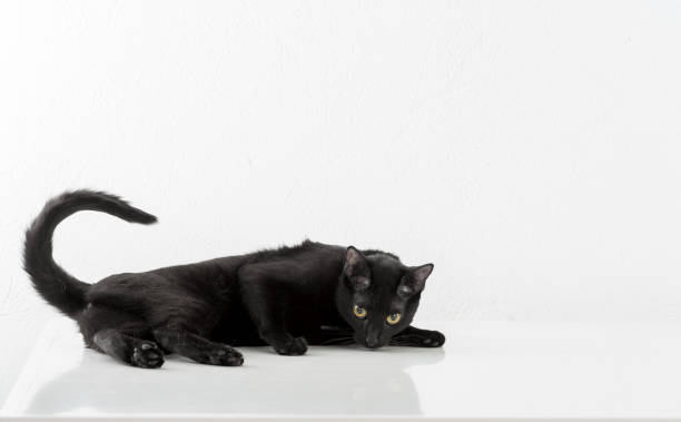 istock Black Bombay Cat Lying on the White Background. 1308304651
