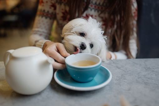 Beautiful woman is holding her cute dog, drinking coffee and smiling in cafe