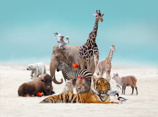 91,528 Wild Animals Together Stock Photos, Pictures & Royalty-Free Images -  iStock