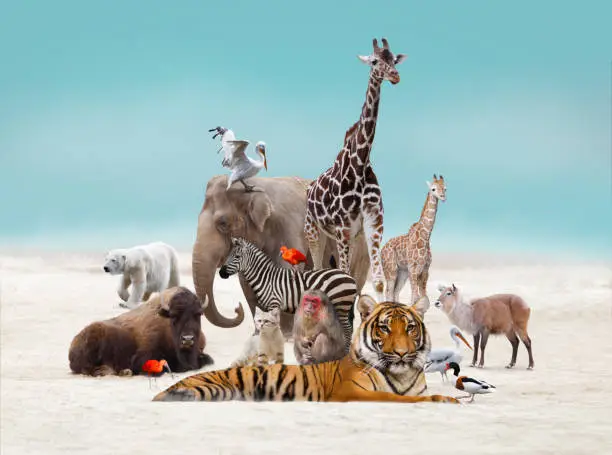 Photo of Group of animals