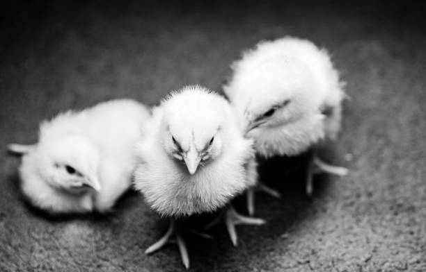 Close-up of three adorable baby chickens