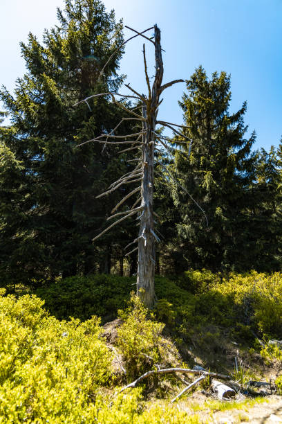 istock Small old dry tree with high trees and bushes around 1308305625
