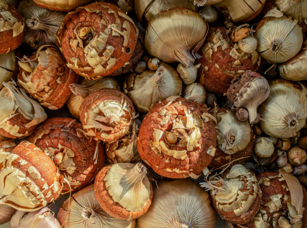 istock a cluster of gladiolus flower bulbs 1308305821