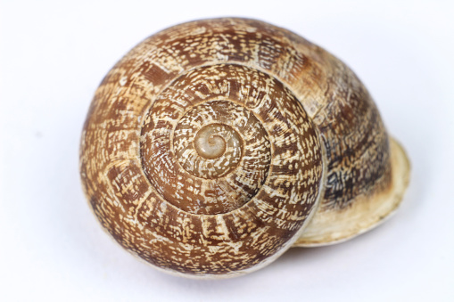 Macro photography of brown snail shell on white background