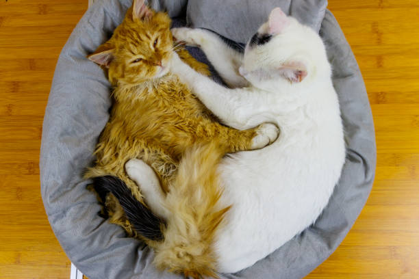 istock Two cats lying in their soft cozy cat bed 1308306910