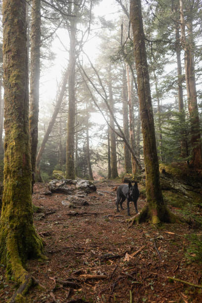cane su un sentiero in una mattina nebbiosa nelle black mountains nella carolina del nord occidentale - vertical forest national forest woods foto e immagini stock