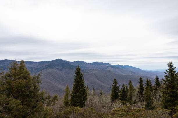 웨스턴 노스 캐롤라이나블랙 마운틴에서 하이킹 - blue ridge mountains north carolina pine tree hiking 뉴스 사진 이미지