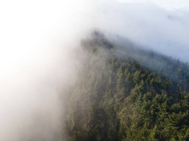 서부 노스 캐롤라이나에서 검은 산에서 안개 를 통해 비행 - blue ridge mountains north carolina pine tree hiking 뉴스 사진 이미지