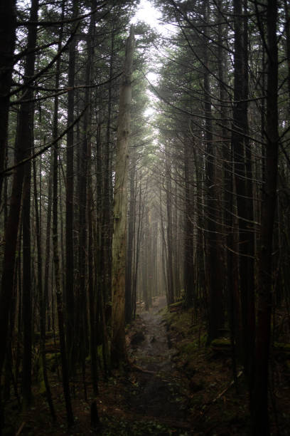 서부 노스 캐롤라이나의 블랙 마운틴에서 안개 낀 아침에 하이킹 - blue ridge mountains north carolina pine tree hiking 뉴스 사진 이미지