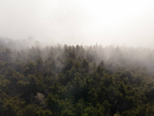 ノースカロライナ州西部のブラックマウンテンで霧の上を飛ぶ - great smoky mountains national park great smoky mountains asheville sunrise ストックフォトと画像