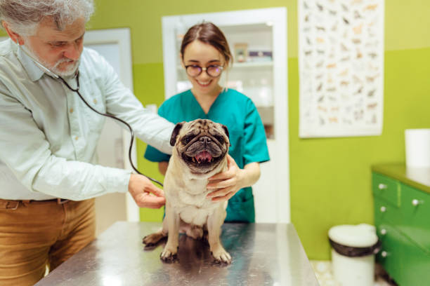 istock Veterinarian examining dog in a hospital 1308308043