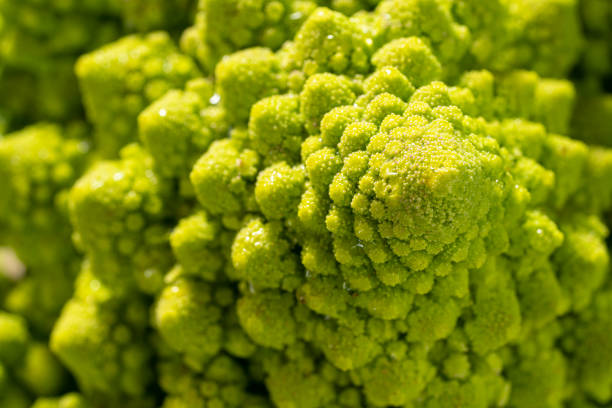 Romanesco Broccoli Cabbage macro close-up detail Romanesco Broccoli Cabbage macro close-up detail selective focus fractal plant cabbage textured stock pictures, royalty-free photos & images