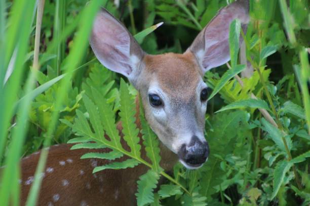 istock Fawn in the ferns 1308308481