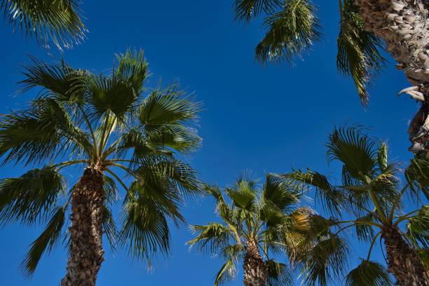 istock beautiful beach with palm trees, located in Alicante, Spain. 1308309785