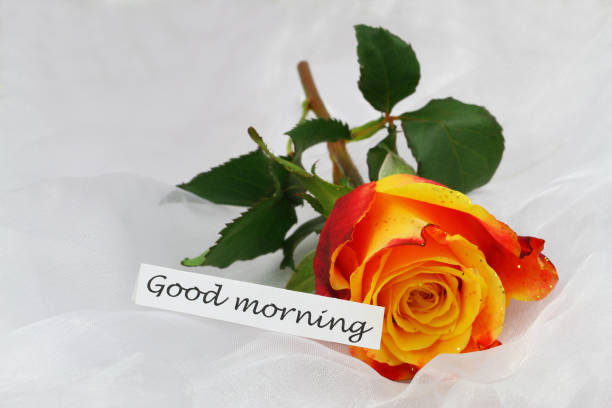 good morning card with orange rose with glitter on white textile - note rose image saturated color imagens e fotografias de stock