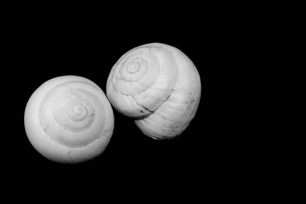 Macro photography of white snail shells on black background