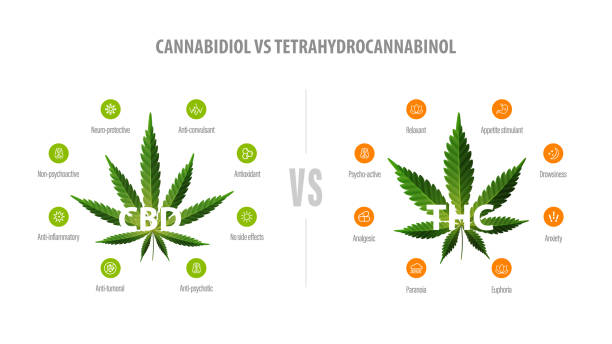 ilustrações, clipart, desenhos animados e ícones de faixa branca com comparação cbd e thc. cbd vs thc, lista de diferenças com ícones e folhas verdes de cannabis e cânhamo. - marijuana plant