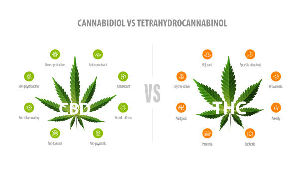 White banner with comparison CBD and THC. CBD vs THC, list of differences with icons and green leafs of cannabis and hemp. White banner with comparison CBD and THC. CBD vs THC, list of differences with icons and green leafs of cannabis and hemp. thc stock illustrations