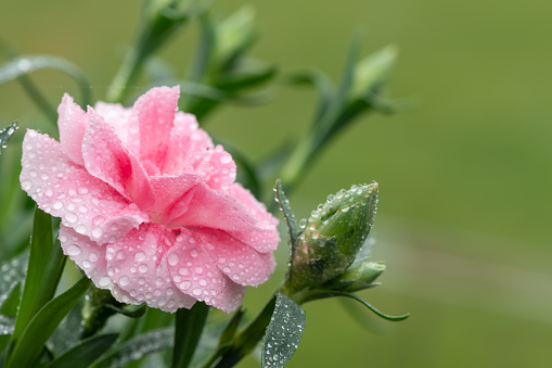 Close up of a pink dianthus flower covered in water droplets