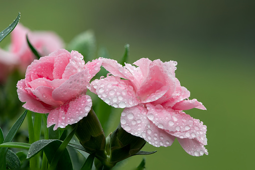 Close up of  pink dianthus flowers covered in water droplets
