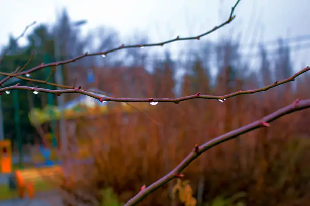 Rain drops and fog build up on the branches. Posting closeup camera