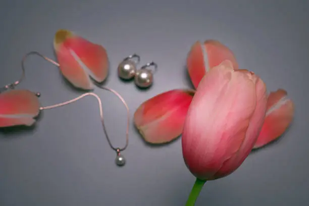 Photo of Jewelry, petals and a tulip on the grey background,
