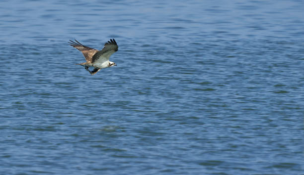 istock Osprey flying with a fish in its claws over the sea 1308314641