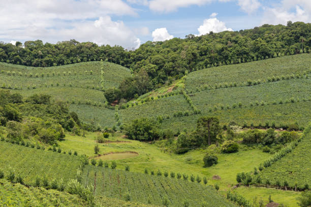 istock Vineyards and forest in valley 1308314755