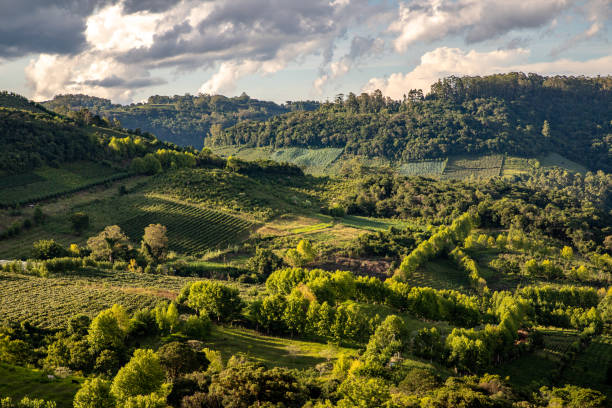 vineyards and forest in valley - sierra imagens e fotografias de stock