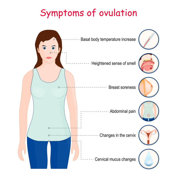 ovulationssymptome - ovulation stock-grafiken, -clipart, -cartoons und -symbole