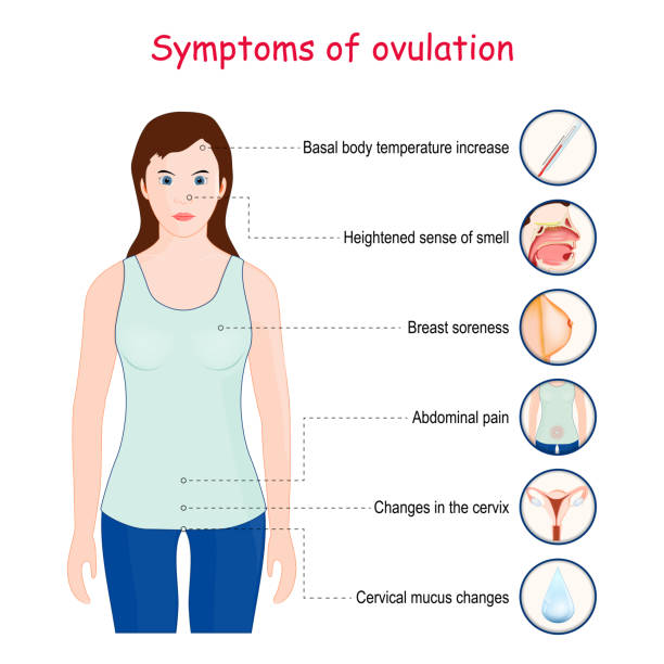 ilustraciones, imágenes clip art, dibujos animados e iconos de stock de síntomas de ovulación - ovulation