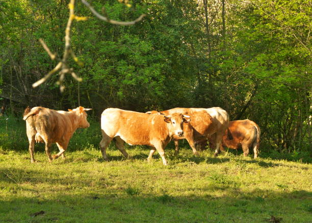istock Group of cows grazing in the fields 1308315349