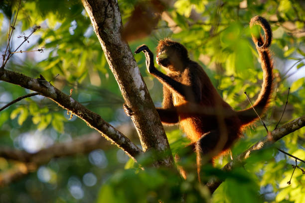 istock Geoffroys spider monkey - Ateles geoffroi also black-handed spider monkey or the Central American spider monkey, a type of New World monkey from Central America, Mexico Colombia. 1308316302