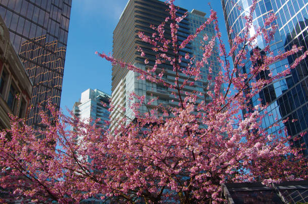 istock Vancouver British Columbia Canada in April 1308316919
