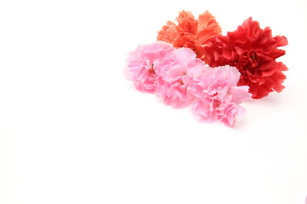 Pictured flower head of carnation in a white background.