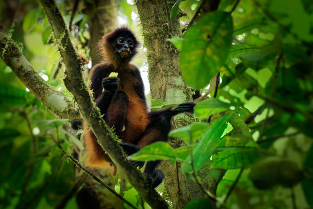 istock Geoffroys spider monkey - Ateles geoffroi also black-handed spider monkey or the Central American spider monkey, a type of New World monkey from Central America, Mexico Colombia. 1308317122