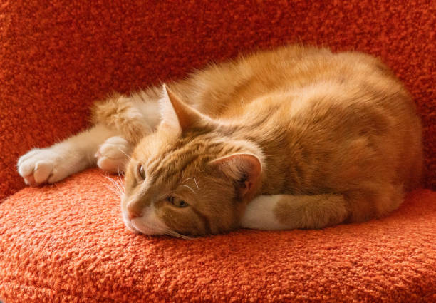istock Cute cat relaxing on a lazy sunday afternoon 1308319277