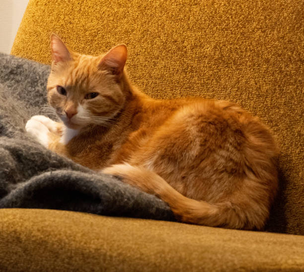 istock Cute cat relaxing on a vintage sofa 1308319338