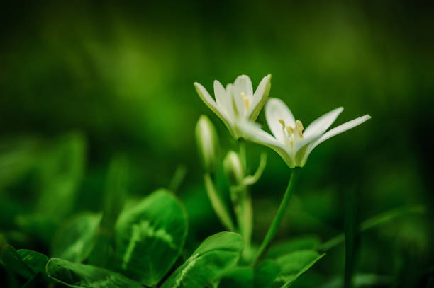 białe kwiaty krokusów - snow crocus flower spring zdjęcia i obrazy z banku zdjęć