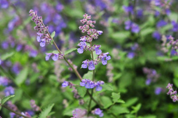 istock Mint purple flowers 1308320314
