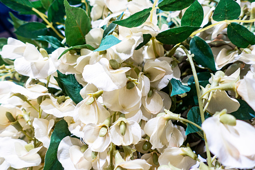 A vibrant close-up of a flowering plant, showing its lush green leaves and fresh growth. A stunning example of natures beauty.