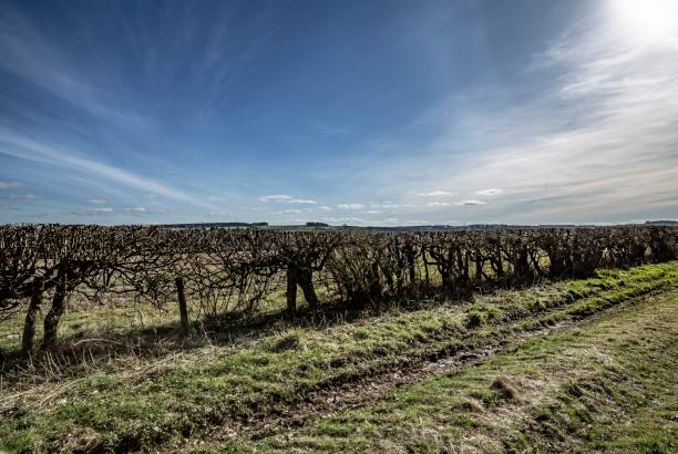 istock Scottish Border Countryside. 1308320369