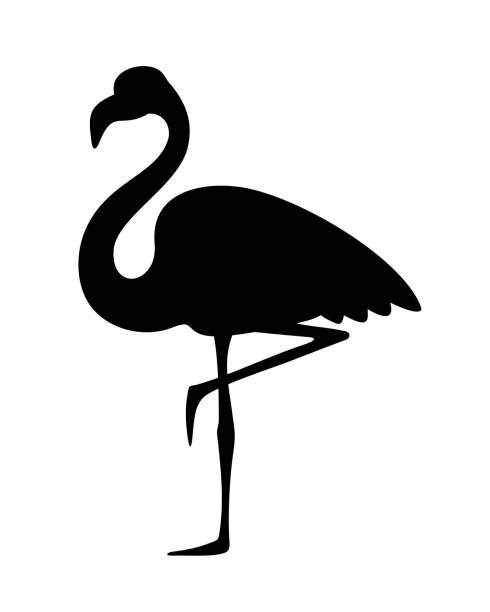 ilustraciones, imágenes clip art, dibujos animados e iconos de stock de silueta negra vectorial de un pájaro flamenco. - flamenca