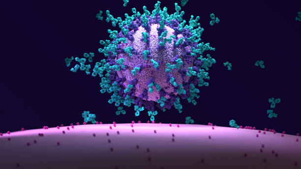 przeciwciała działają w celu zneutralizowania sars-cov-2 poprzez wiązanie się z białkiem s i blokowanie wejścia (ace2) do komórek gospodarza - retrovirus zdjęcia i obrazy z banku zdjęć