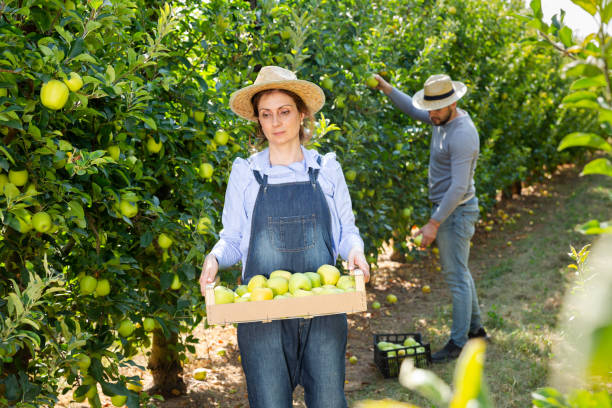 istock Woman holding box with picked apples 1308323773