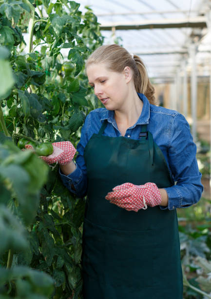 istock Woman checking tomatoes in glasshouse 1308323806